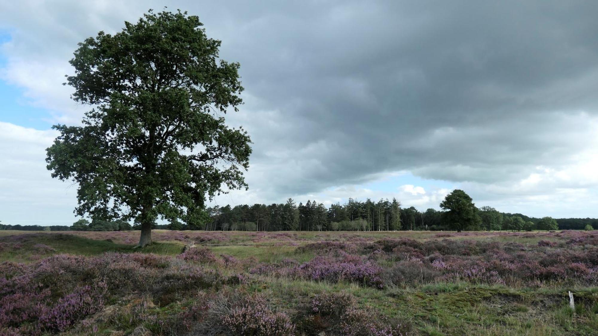 Huisje De Geluksvogel Zorgvlied Bagian luar foto
