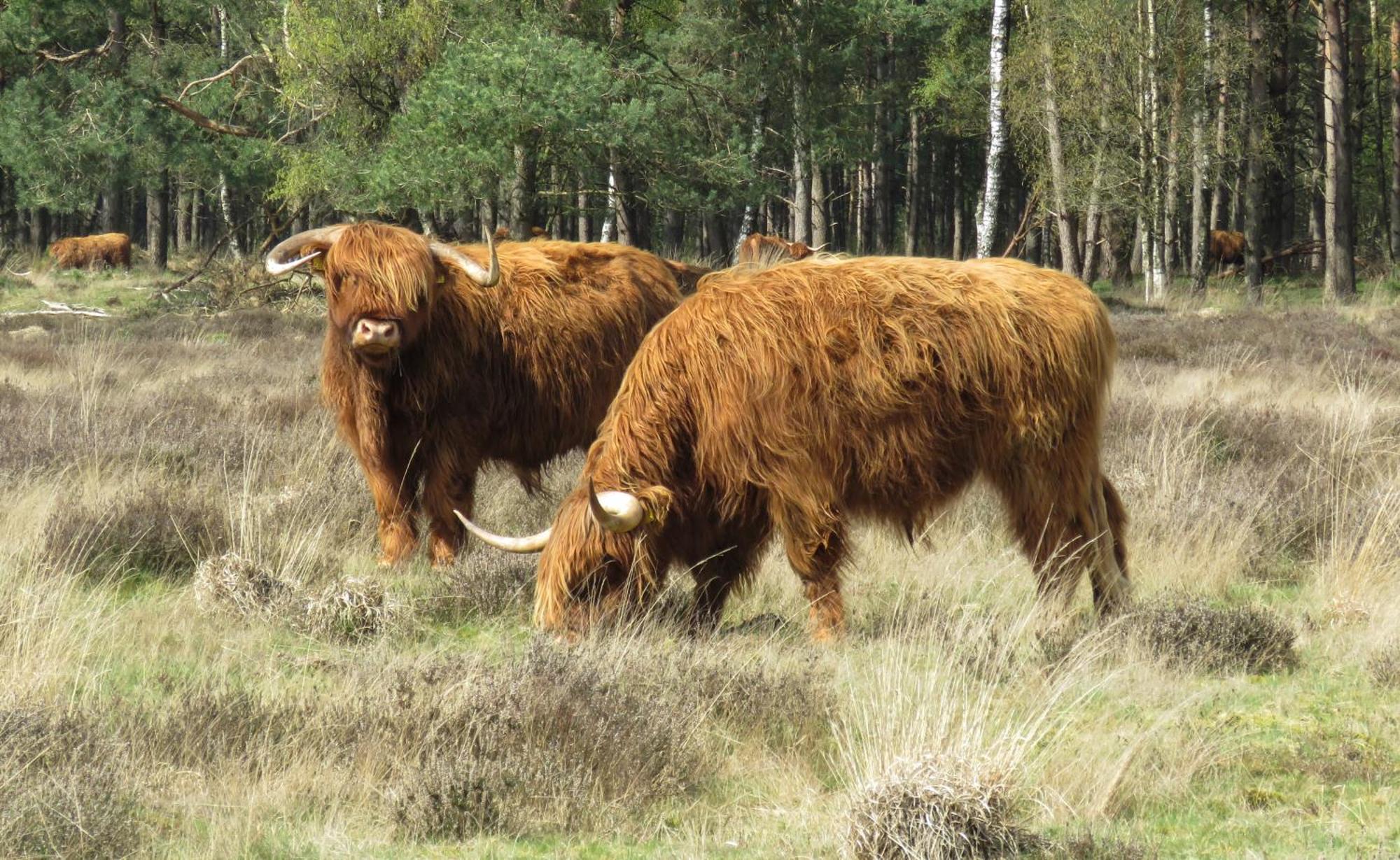 Huisje De Geluksvogel Zorgvlied Bagian luar foto